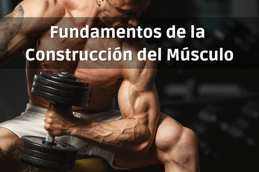 Los fundamentos De La Construcción de Músculo